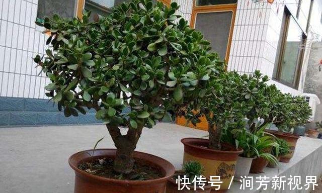 肥厚|养玉树,一月浇2次“壮骨肥”,叶片肥厚岁岁开花,变“传家宝”