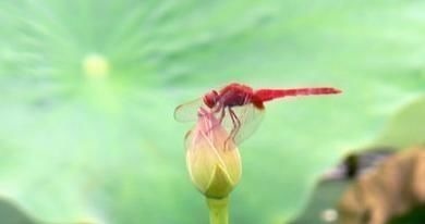 蜻蜓$杨万里最经典的诗,短短四句,朗朗上口,看似写景,却有深刻哲理