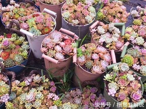 多肉植物不用买,像张大爷这样捡,养出多肉小花园,不比买的差