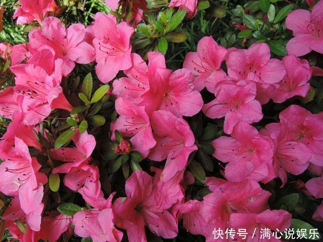 被列入黑名单的花,再便宜也不要!买花需要注意的几个情况