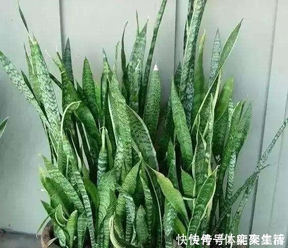 养护|春养虎皮兰,4点“伺候好”,才能长高高,开花特仙气,好运临门!