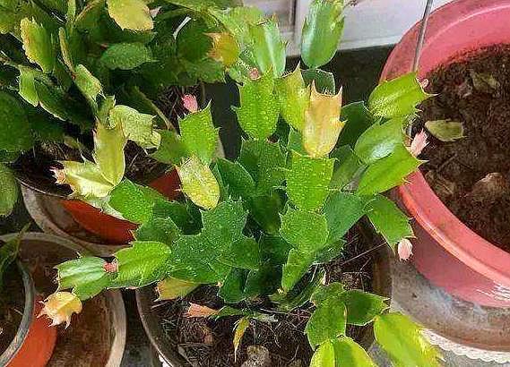 蟹爪兰发出这个“信号”,一定不要忽视,是在提醒你