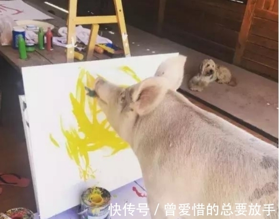 艺术家|全球唯一会画画的猪，作品卖几万，猪界毕加索，网友：人不如猪