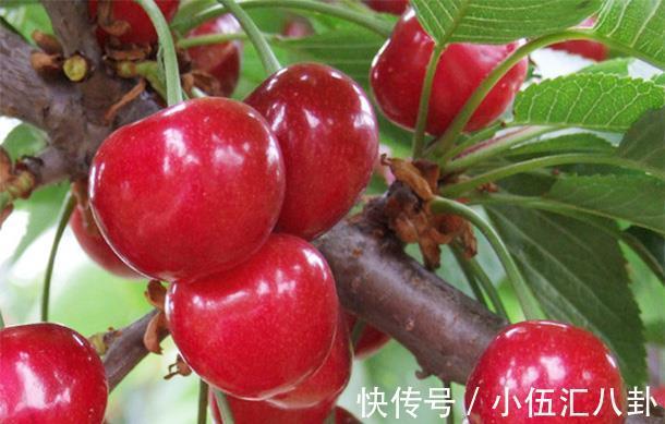 氰甙|号称“夺命果”,吃5颗就能毙命,是传言还是事实?了解下