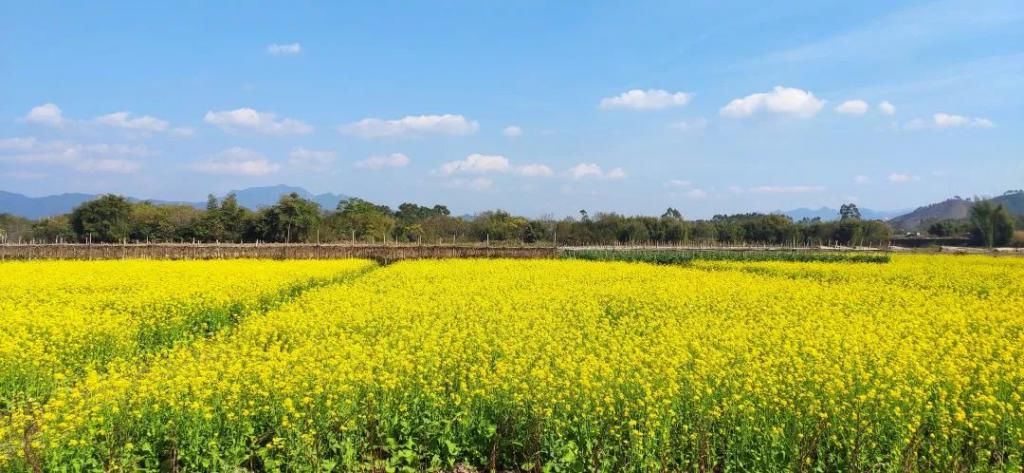 古韵|儿童急走追黄蝶，飞入菜花无处寻。此处风景独美！