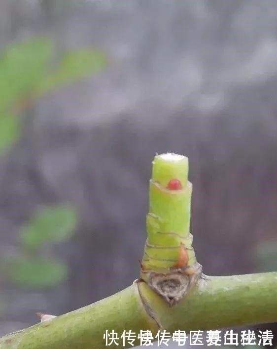 枝条|家庭月季花“剪枝”有窍门,定期修剪枝条,开花才会越开越多!