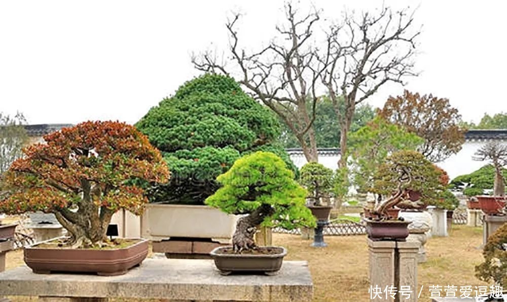 庭院种什么树最吉利，还好看？