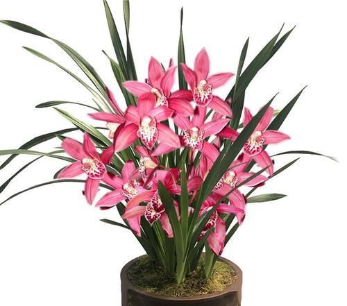 温差|兰花和君子兰不开花、不长叶、不发芽?问题就在三点,试试吧