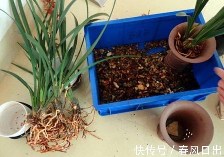 秋天养兰花，教你几个小技巧，快速服盆生根快，长出许多新芽