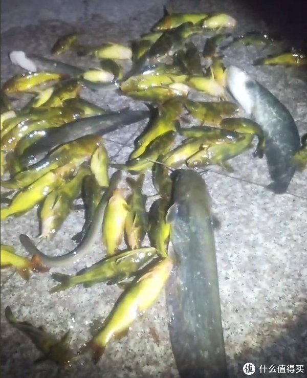 江苏|昂公大爆发!江苏钓友3小时钓1盆,网友:我一个月都钓不了这么多