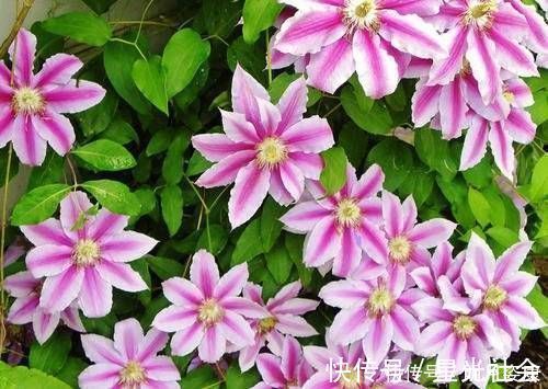 养护|有个小阳台不要错过4种花,春天猛长新叶和花苞,邻居看了都羡慕