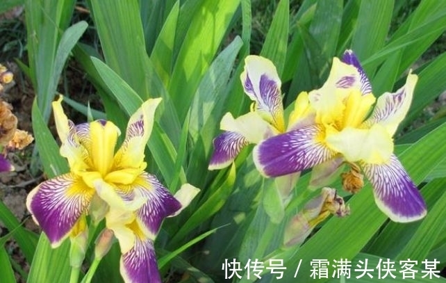 4种“女神花”,名字好听花更美,越养越上瘾,你养了吗?