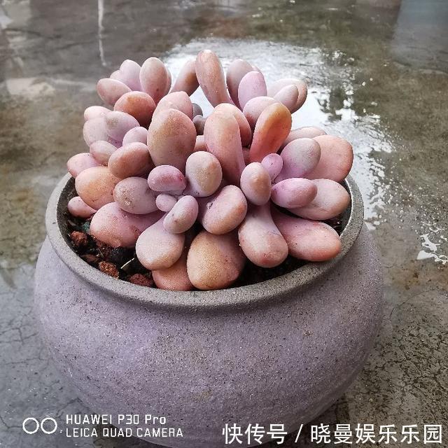 花友|容易养成老桩的多肉,新手也能养成,2年茎秆木质化