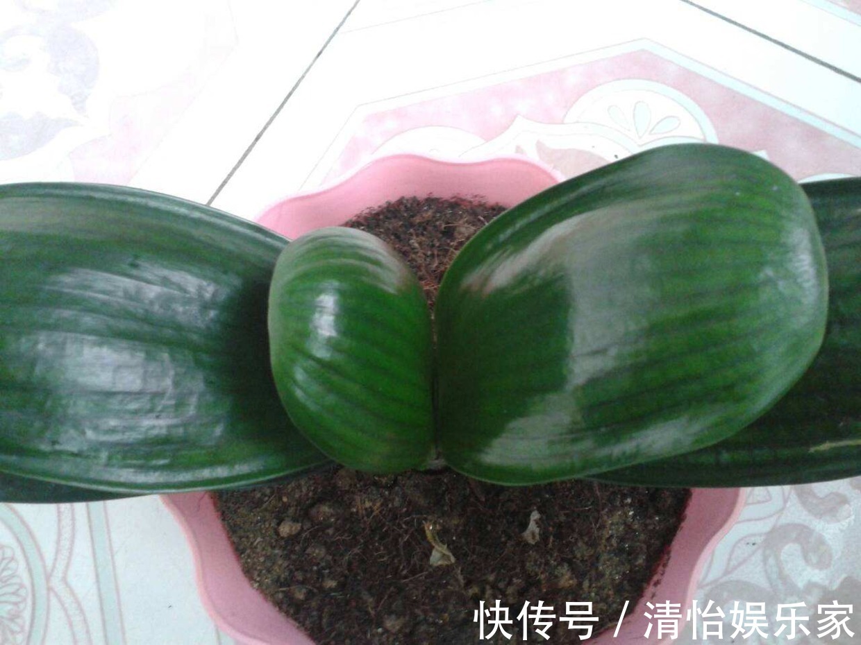 烂根|君子兰夏天容易烂根赶紧砍一刀，栽土里还能重新长！