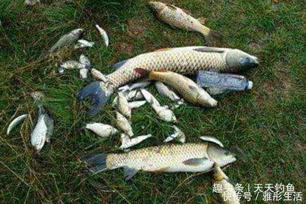 渔获|三伏天钓鱼，宜选活水做钓点，流水走漂用这些钓法，渔获更有保证