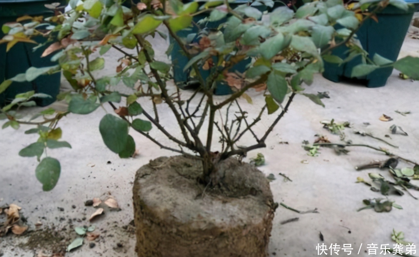 养花在这3个方面“不懂装懂”,将会吃大亏