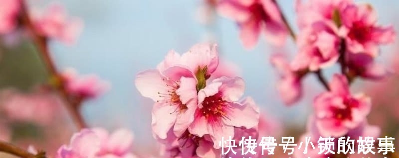 唯美&元稹的《桃花》和《菊花》,写得无比凄美,同时也很是悲伤!