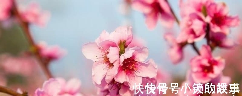 唯美&元稹的《桃花》和《菊花》，写得无比凄美，同时也很是悲伤！