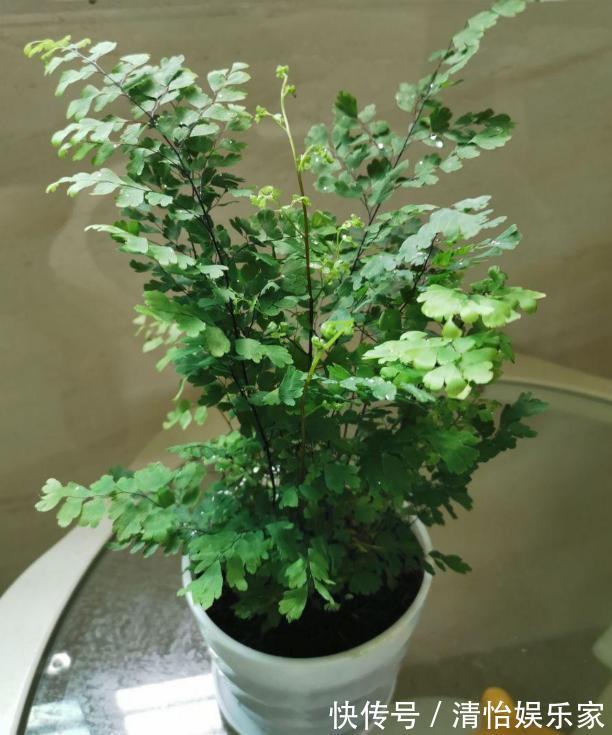 成本|花农养花为啥成本这么低学会用小苏打,几十盆都花不了2块钱