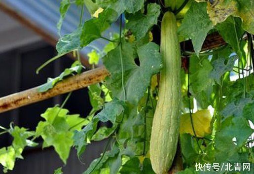 分类草药性|这种瓜一身是宝 刮皮煮水泡澡可去痱子