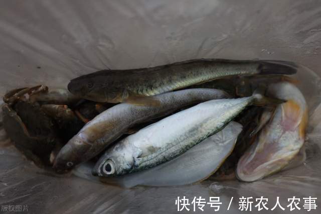 四川一男子黄河野钓遇怪鱼,长长的尾巴形似黄辣丁,网友:赚大了