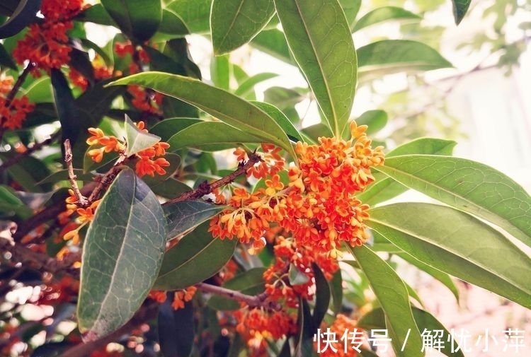 曹公@七律 金秋回乡有感(外七首)