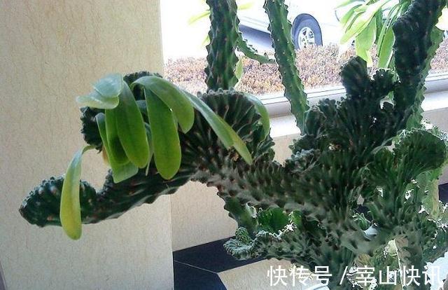 身高八尺的“麒麟掌”，养护3个要点，长的威风凛凛，保家镇宅