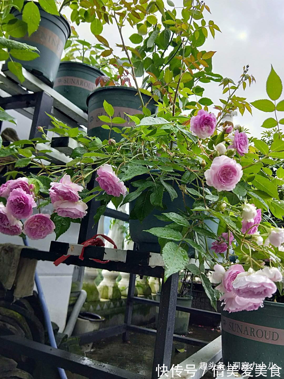 分化|被名字耽误的“三种花”，名字虽土颜值高，关键是高温夏季也勤花