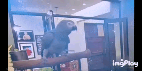 它逃，他追，它…跑的更飛？