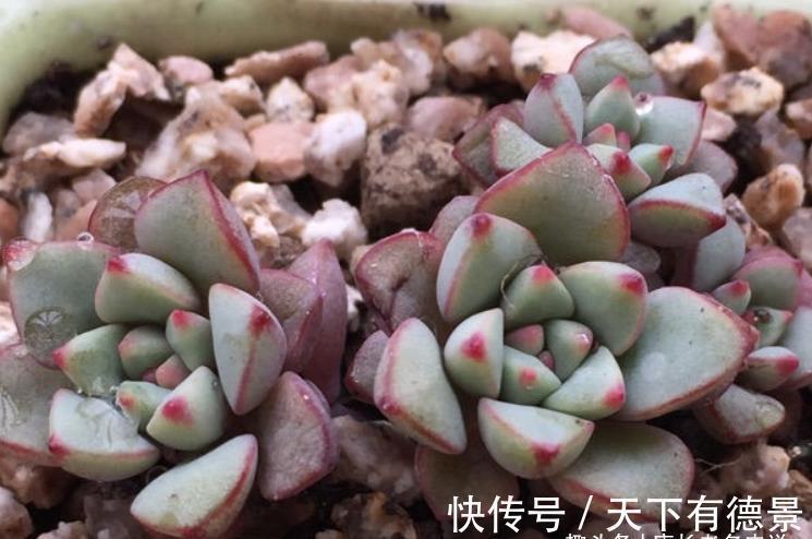 叶片|多肉蓝宝石小巧可爱,但怕晒又怕热,需要如此养护才能顺利度夏