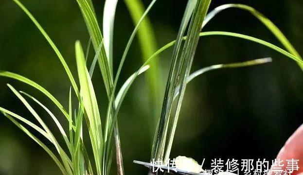 植料|兰花一直养不壮？而且难开花？这些原因如何处理？教你一个小技巧