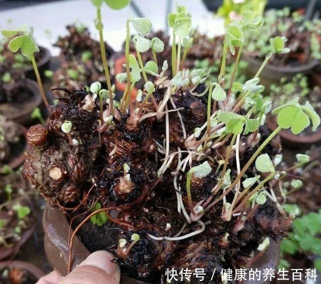 路边常见到的“三叶草”,挖个根30天养成精致盆景,价值翻倍!