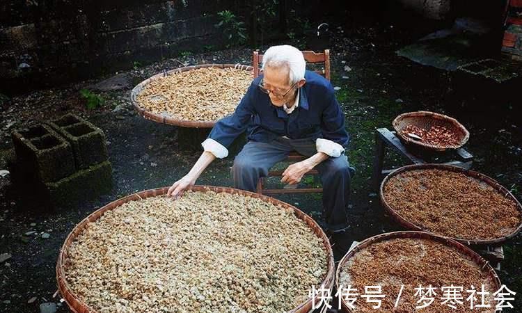 山东中草药手册|退休老药师“以筋治筋”的方子一味药，治周身筋骨疼，请你品味