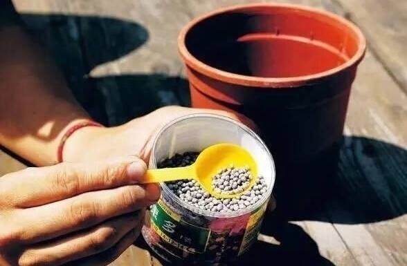 三伏天养花,6个“坏毛病”戒掉,植物安全度夏,越长越旺盛