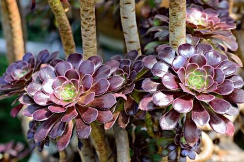 多肉黑法师和紫羊绒都是法师系的基础品种，但后者的颜值明显更高