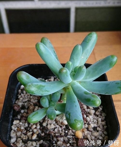 多肉乙女心,好看又好养,学会扦插法,一盆变多盆!