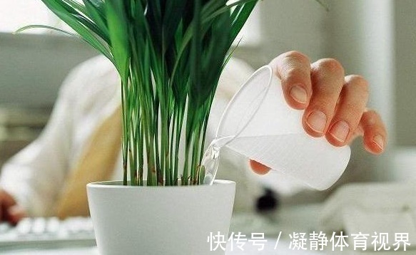 喜欢养花,先戒掉7个坏习惯,不然啥花也养不好,你占了几个?