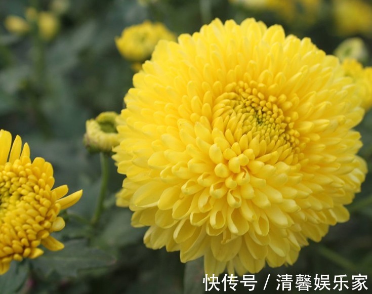 它是菊花精品,开花“金灿灿”,比牡丹更艳、香气浓,更是上品茶