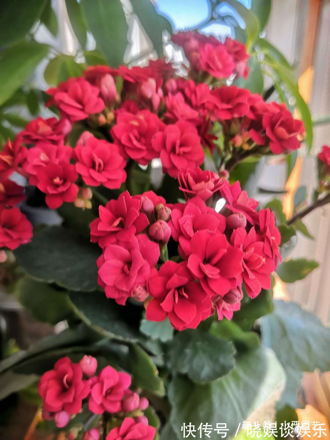 学会三个“催花”技巧，长寿花花期一到就爆盆