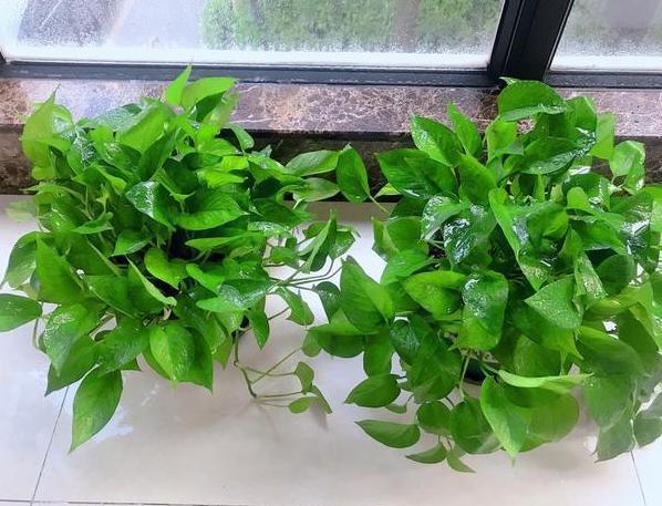 盆栽|花友自封手残党,感慨无法养好花盆栽这5款十天半个月不用管