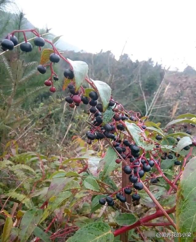 农村一种野生植物，人称“土人参”，是一种美食，也是极品中草药