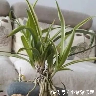 把吊兰养成“瀑布”,那是小意思,养成老桩盆景才是真本事