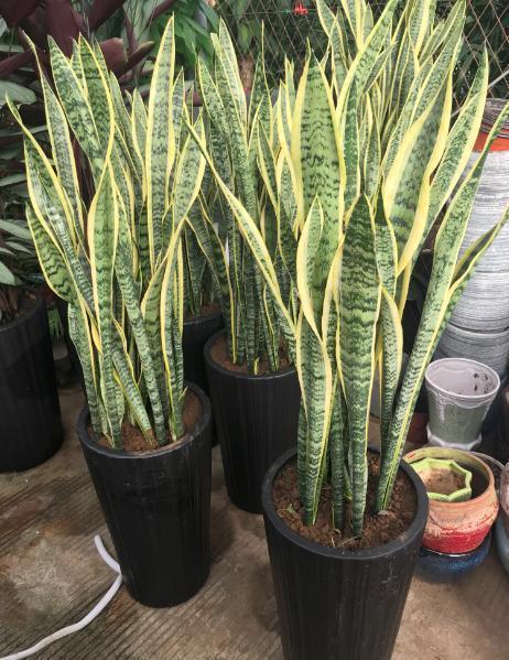 养虎皮兰,十天一次“壮叶水”,根旺,叶子疯长油绿长满盆