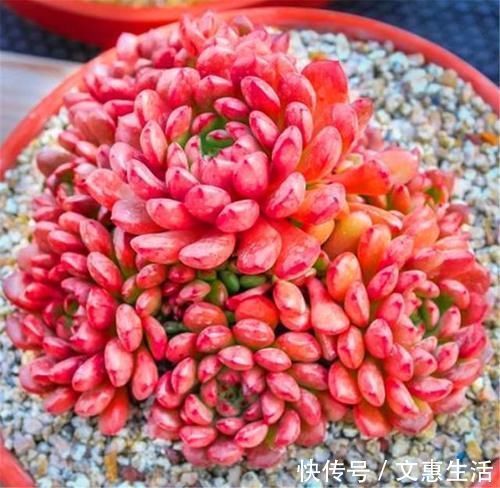 光照|多肉红宝石变红很简单,秘诀只有3个字,1分钟学会,火红又明亮