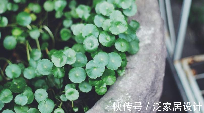 喜水花非它莫属，家中养一盆，健康又环保，简直赚到了