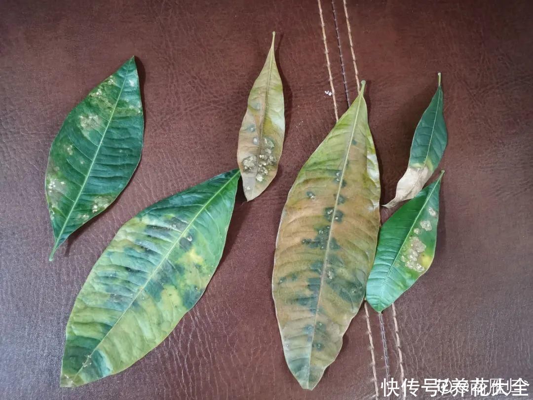 月季|养花“黑名单”实在太难养，心累
