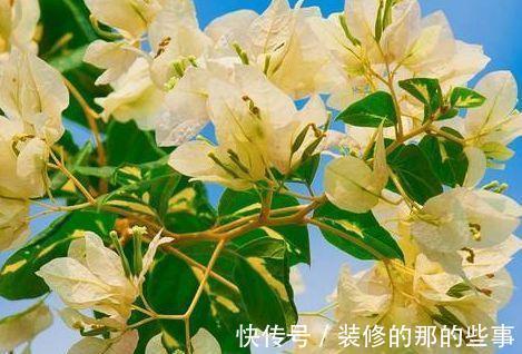 阳台上|农历7月8号起，最适合养这些花，颜色很好看，花朵清新优雅