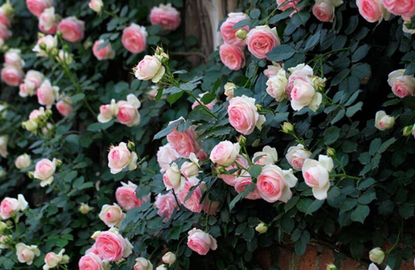 4种“泼辣花”,要用大盆养,开花多到炸,小盆养,越养越差