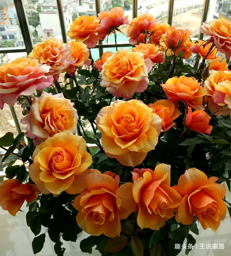 春天养花,不如养这几款花,叶绿花艳,花开繁盛惹人爱,超美