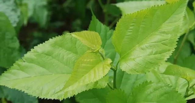 毛细血管|人到中年，血液越来越黏稠，用此叶子泡水喝防血栓，高血压绕路走